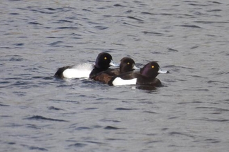 Three lesser scaup