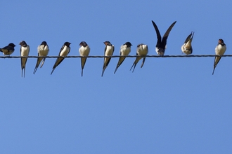 Swallows