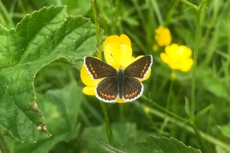 Brown argus butterfly