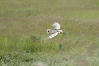 Barn owl in flight (c) Garry Wright