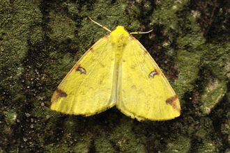 Brimstone moth