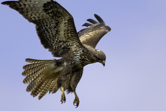 Buzzard