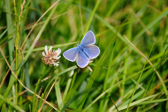 Common Blue butterfly male