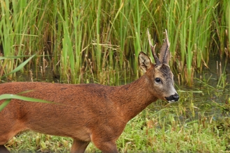 Roe deer buck (c) Garry Wright