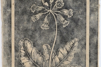 Lincspirational plants