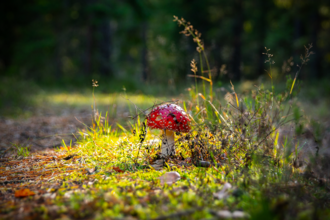 Fly agaric