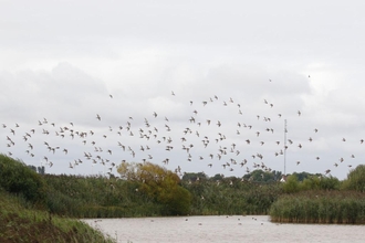 Flock of golden plover in flight over a coastal wetland (c) Garry Wright