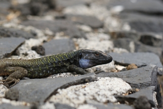 Canary lizard