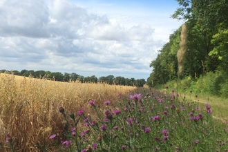 Oat field with margin knapweed