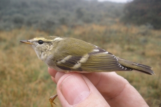 Yellow-browed warbler (c) Alan Ball