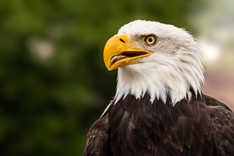 Bald eagle