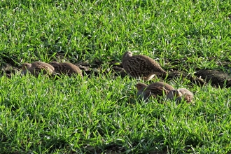 Grey partridges