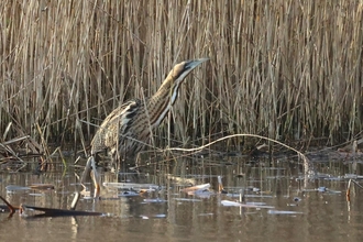 Bittern at Chapel Pit (c) Garry Wright