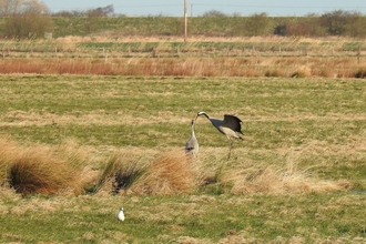 Crane pair at Willow Tree Fen in spring 2022