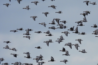 A flock of pink-footed geese in flight 