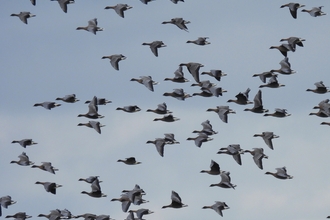 A flock of pink-footed geese in flight
