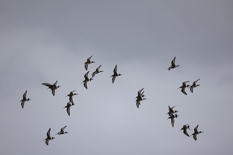 Flock of black-tailed godwits in flight