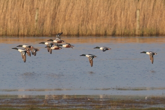 Group of shoveler ducks flying low over water (C) Garry Wright