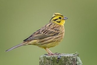 Yellowhammer