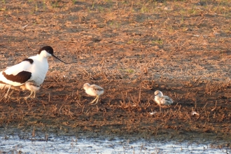 Three avocet chicks and an adult