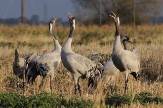 A group of common cranes bugling (c) Nick Upton/2020VISION