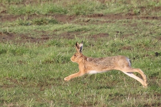 Brown hare running