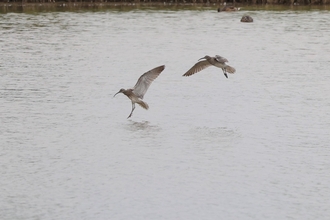 Two whimbrel coming into land on a lake (c) Garry Wright
