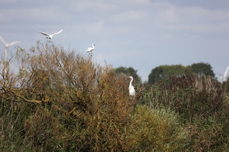 Great white egret in a tree being hassled by little egrets (c) Garry Wright