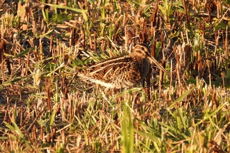 Snipe (c) Garry Wright