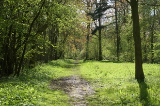 Rigsby Wood