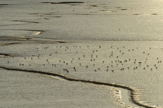 Estuary landscape with tidal creeks and flock of feeding dunlin and common redshank