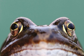 Common frog