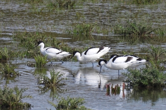 Three avocets feeding in a marsh (Garry Wright)