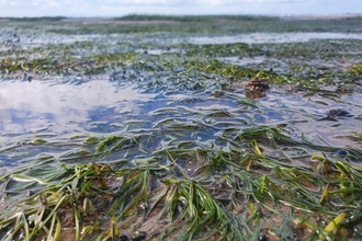 Seagrass in estuary (c) Finn Varley