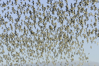 Flock of red knot (Calidris canutus) in flight at high water roost on the Wash estuary at Snettisham RSPB reserve in Norfolk