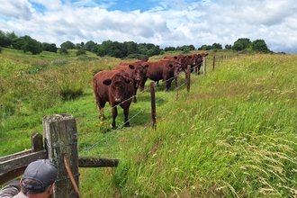 Lincoln red cattle at the fence