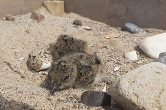 Chicks and hatched egg in a boxed and raised oystercatcher nest at Gibraltar Point