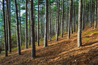 Plaosnik, North Macedonia forest