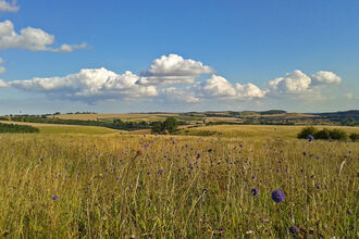 Meadow with flowers at Red Hill (c) Robert Enderby