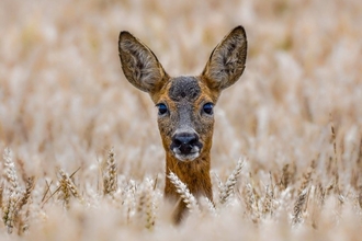 roe deer des lloyd