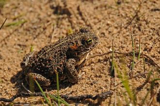 Natterjack toad (c) Peter Roworth