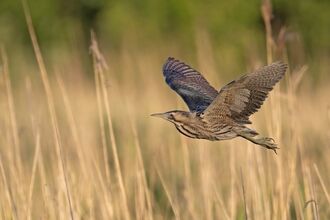 Bittern in flight over a reedbed