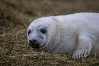 seal pup
