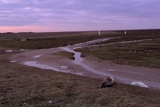 Donna Nook evening