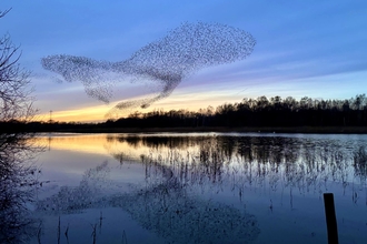 Starling murmuration at Whisby Nature Park January 2024