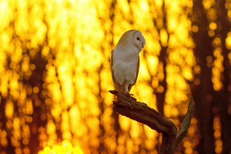 Barn owl