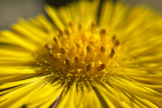 Early spring flower at Whisby