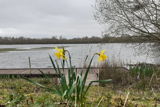 Daffodils by Thorpe Lake at Whisby Education Centre