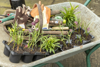 A wheelbarrow filled with pond plants (c) Penny Dixie