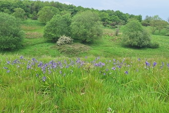 bluebells at Snipe Dales